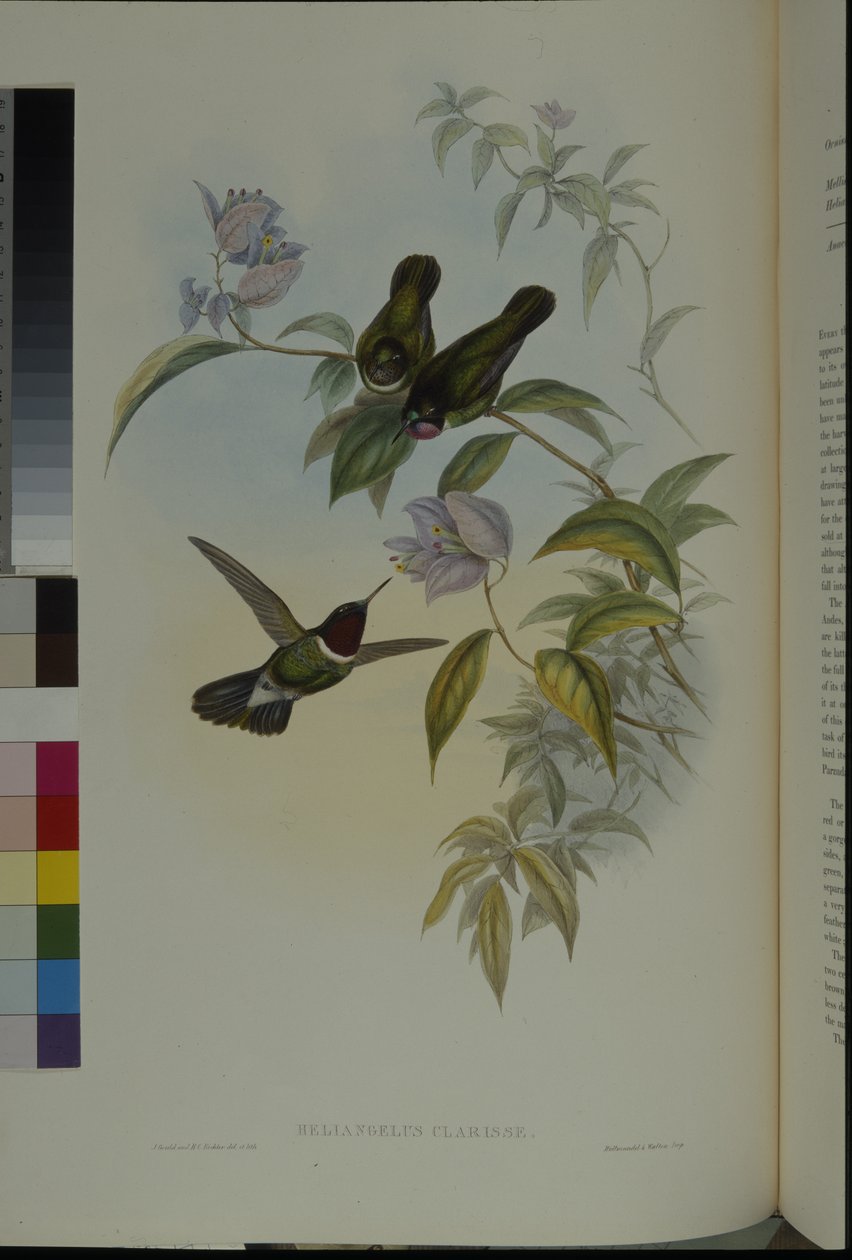 Angelo del sole (Heliangelus Clarisse) da John (after) Gould