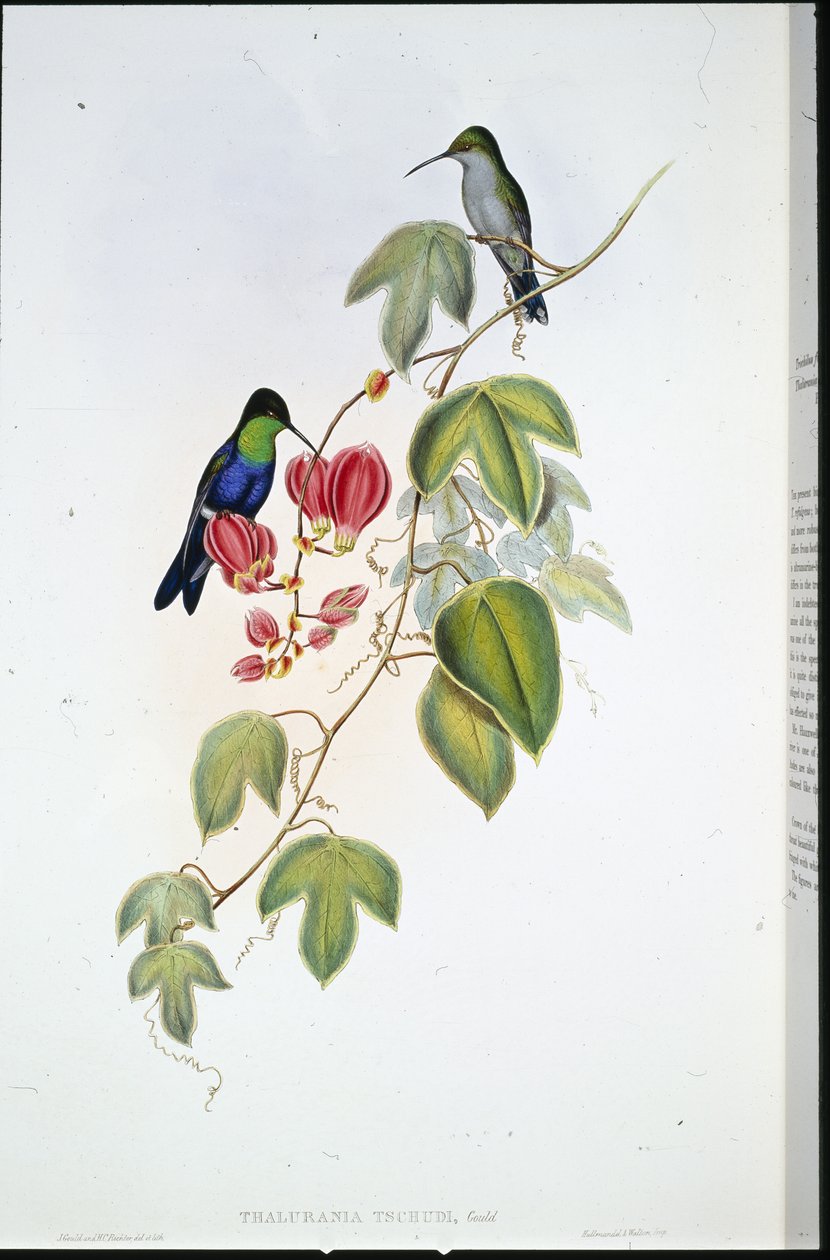 Panoplites di Tschudi (Thalurania Tschudi) da John (after) Gould