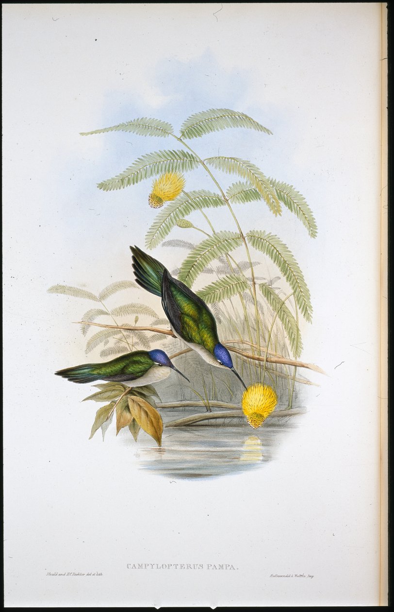 Ala a sciabola dalla coda a cuneo (Campylopterus Pampa) da John (after) Gould