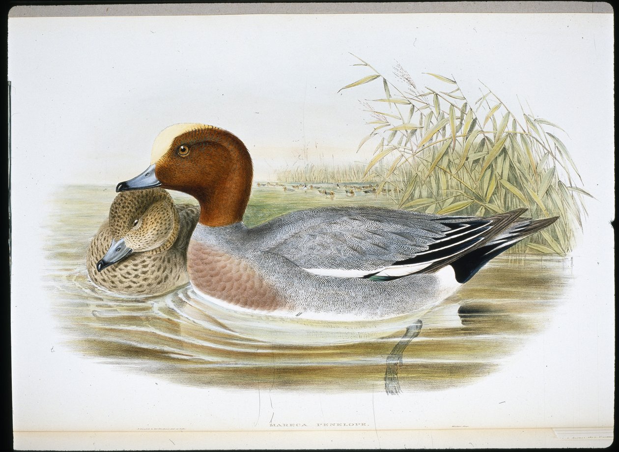 Fischione (Mareca Penelope) da John (after) Gould
