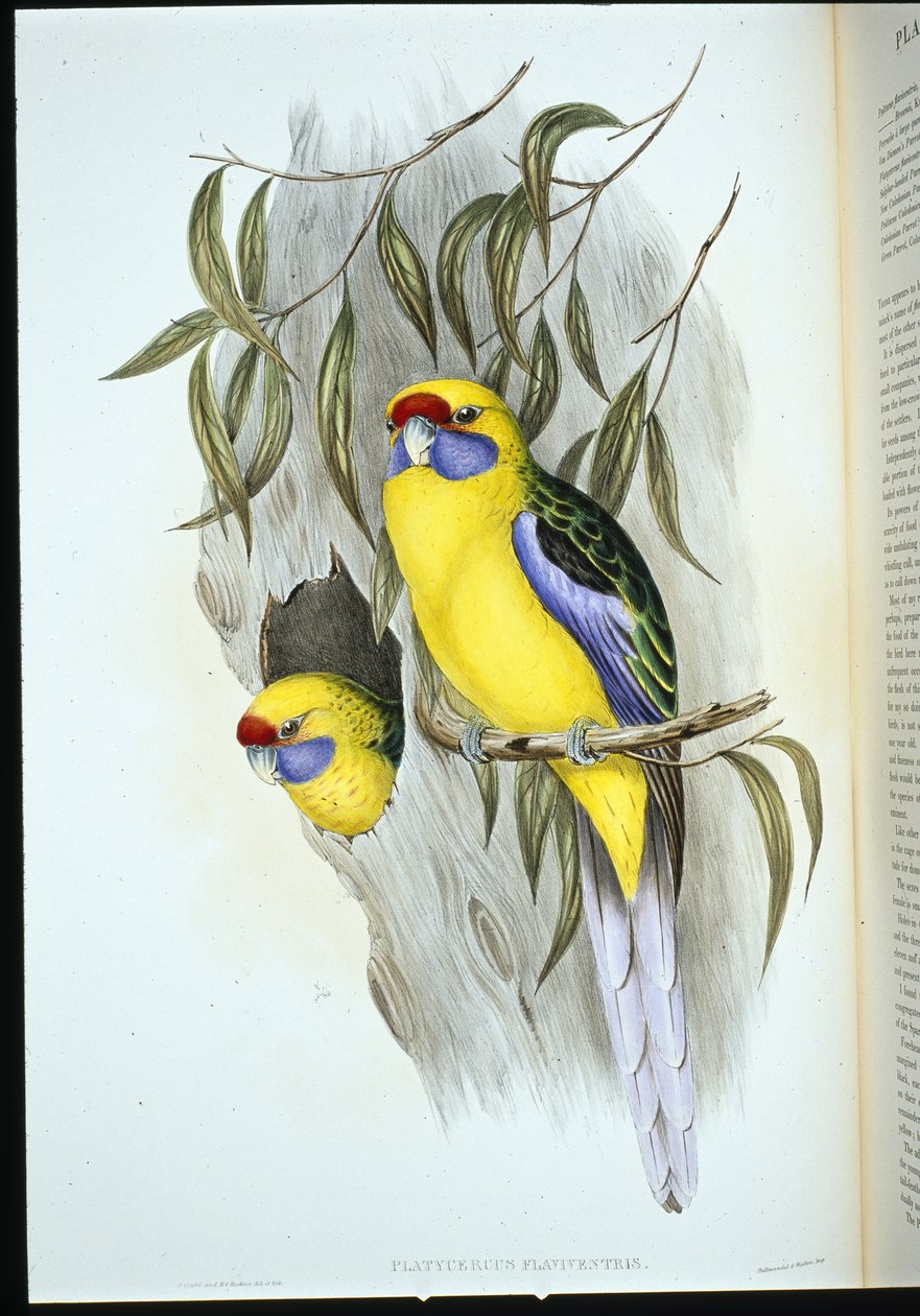 Parrocchetto panciagialla (platycercus flaviventris) da John (after) Gould