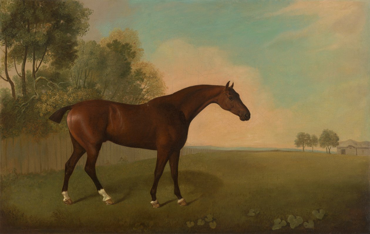 Un cavallo baio in un campo da John Boultbee