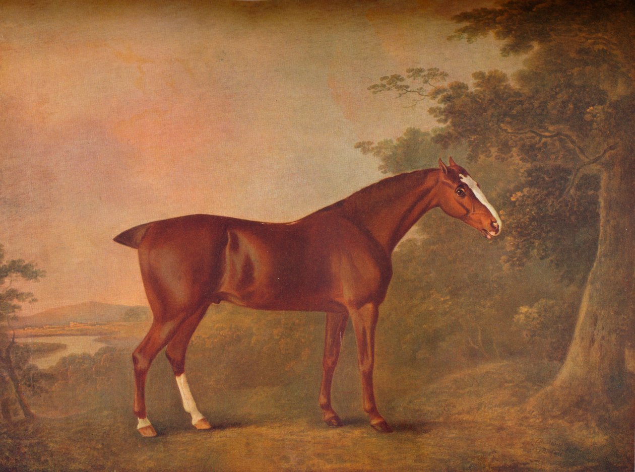 Un castagno scuro, 1788 da John Boultbee