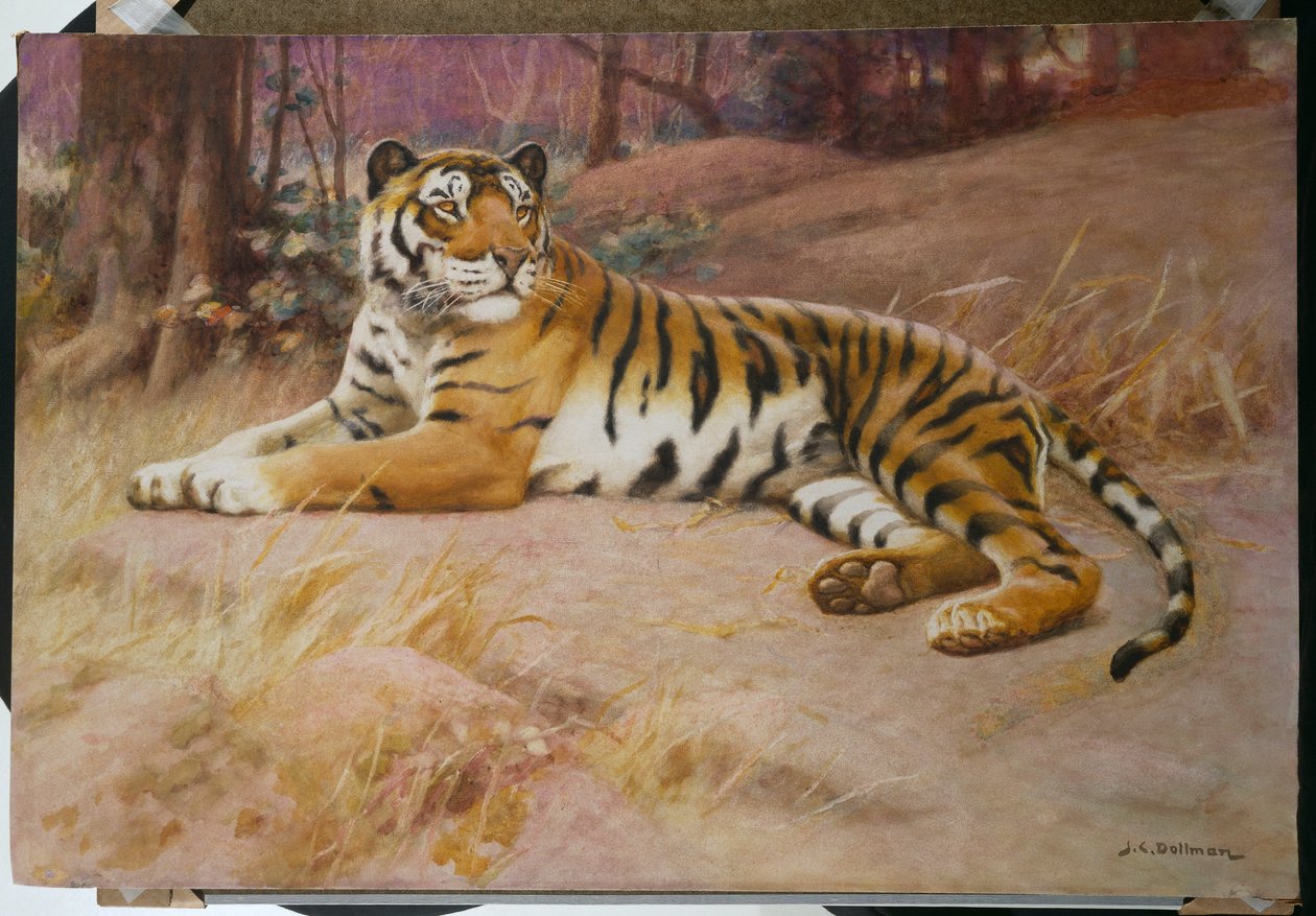 La tigre da John Charles Dollman