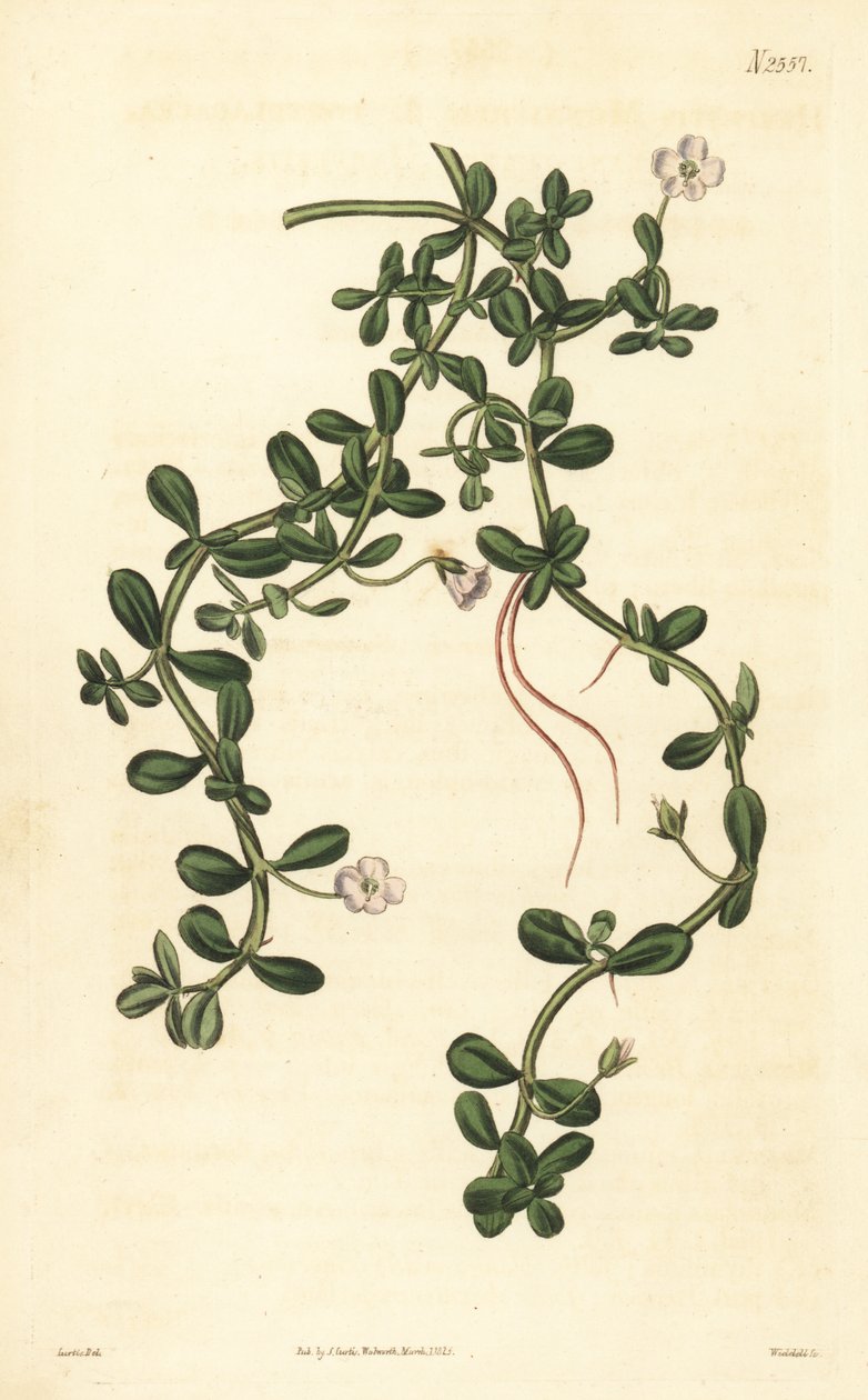 Brahmi o giacinto d