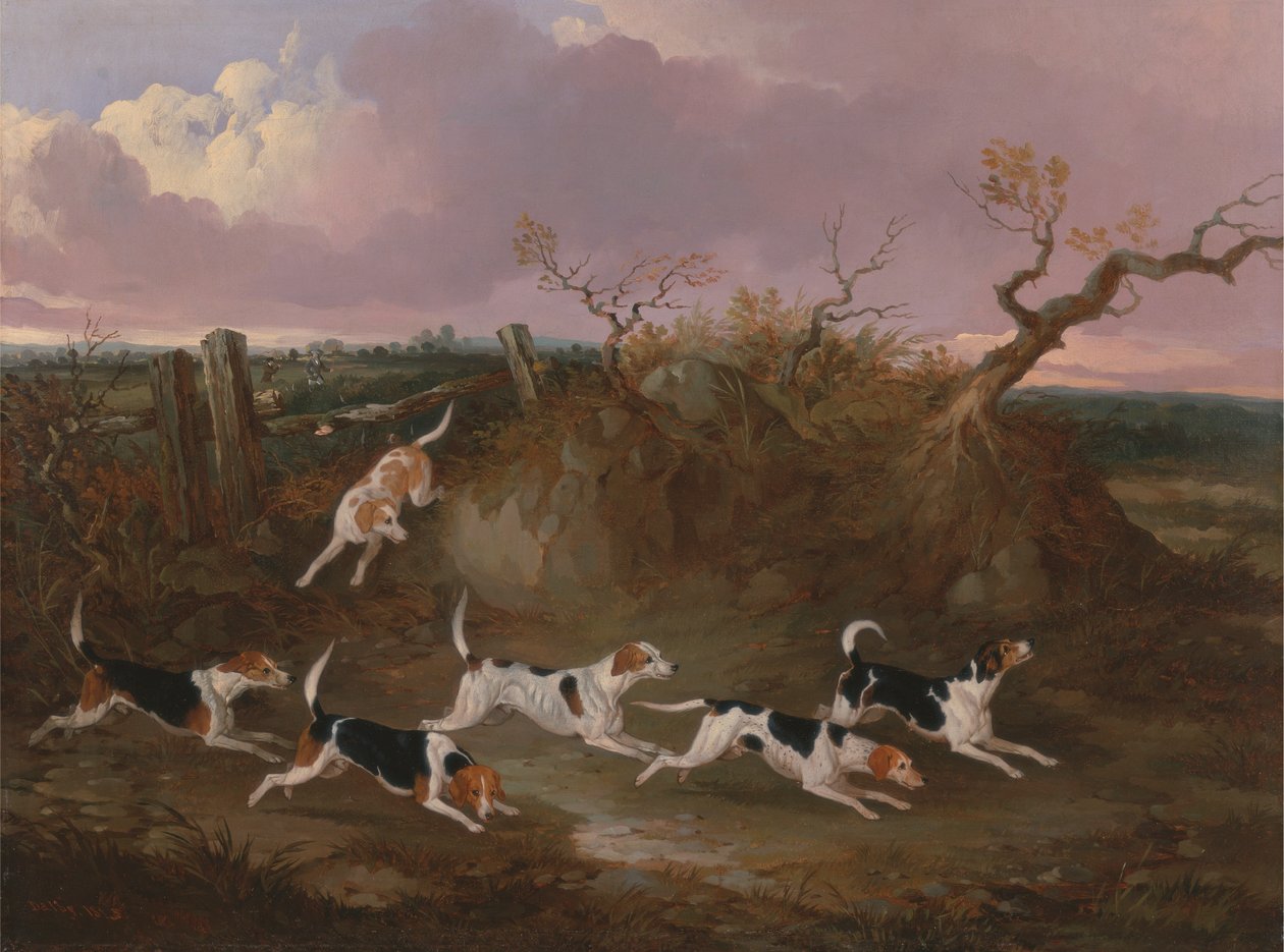 Beagle in Piena Corsa da John Dalby