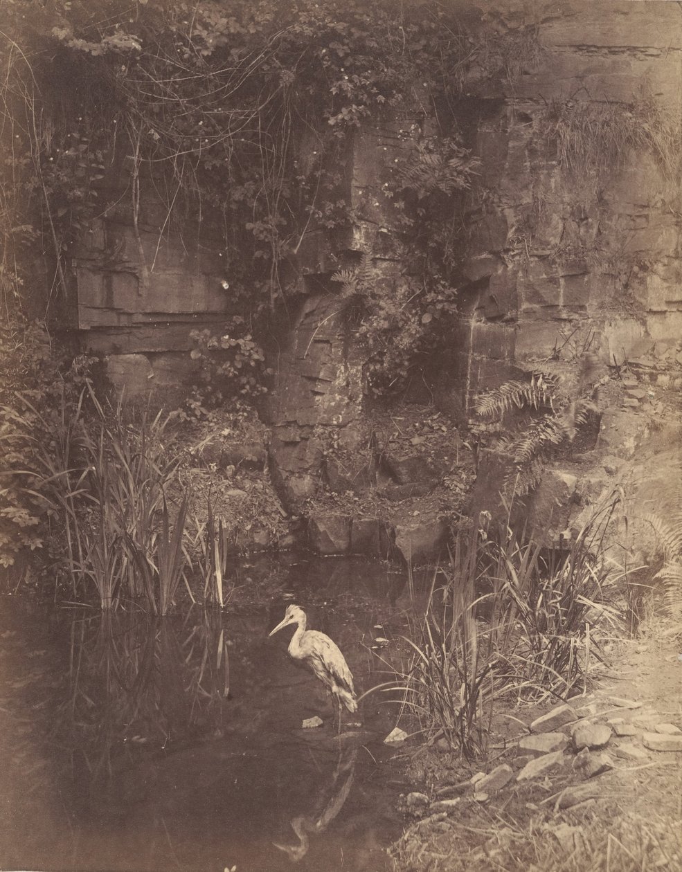 Piscator, n. 2, 1856 da John Dillwyn Llewelyn