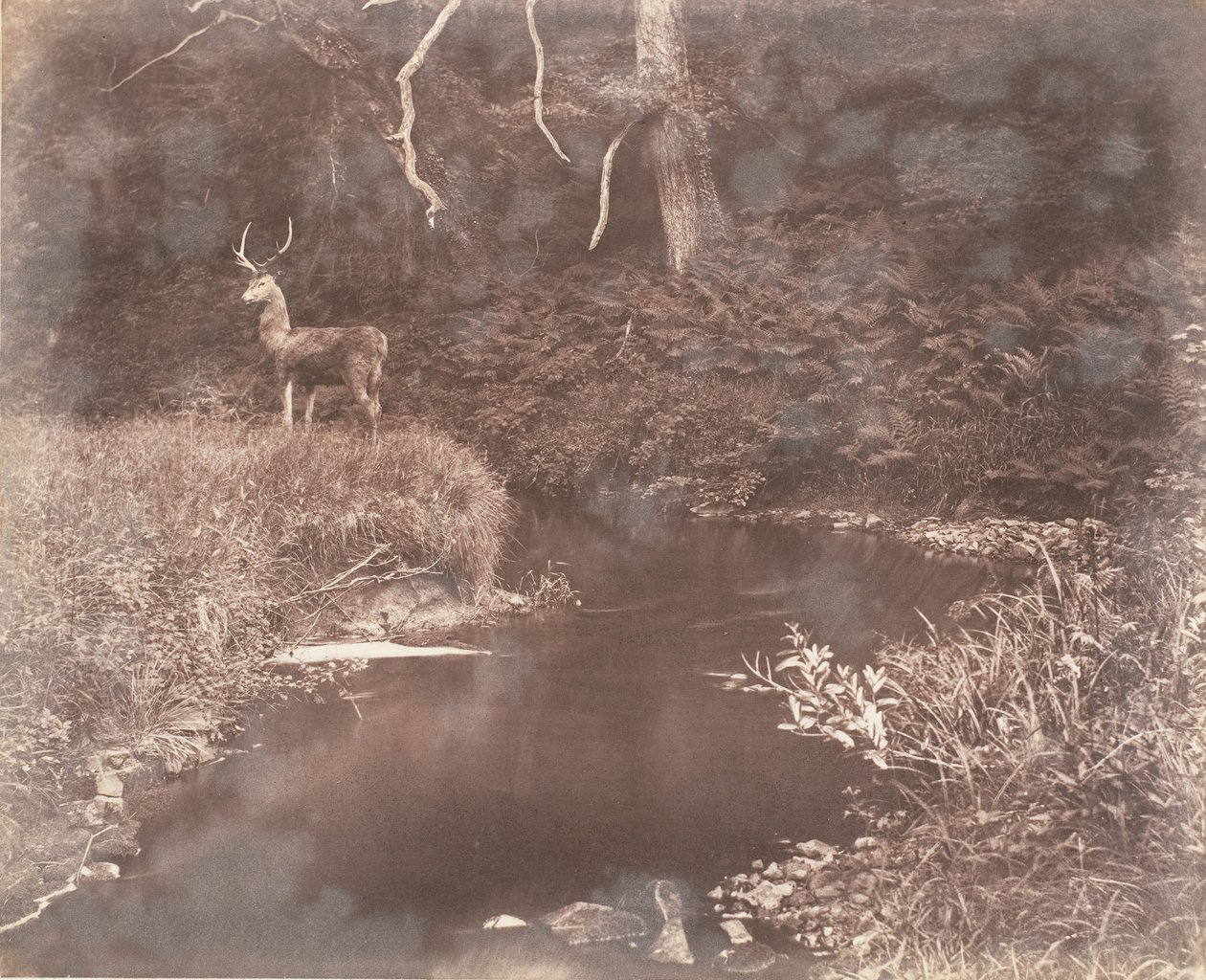 Il Lewitha, 1853-56 da John Dillwyn Llewelyn