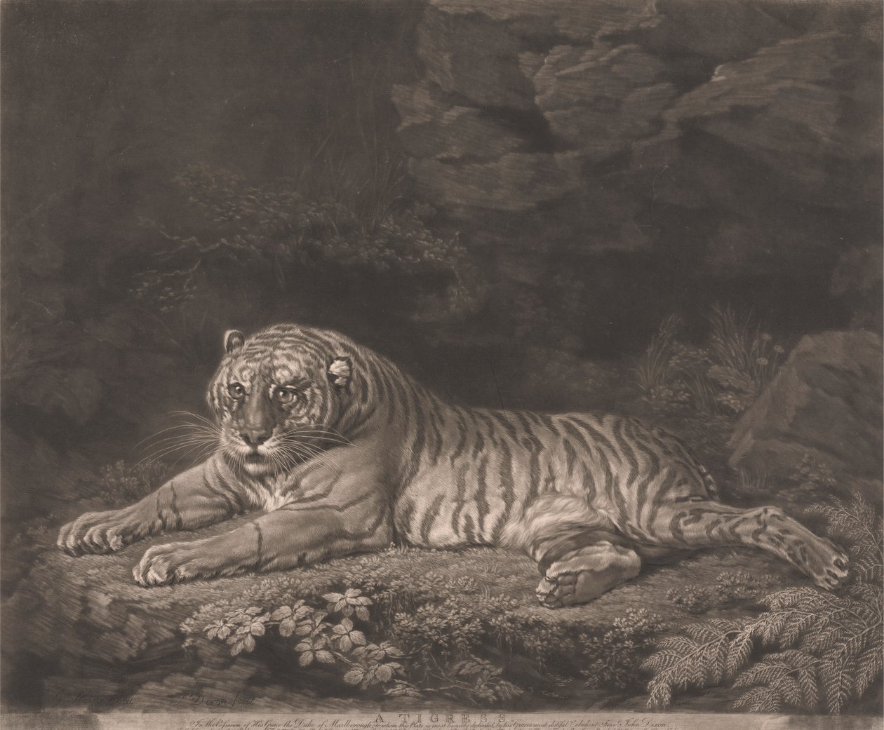 Una tigre da John Dixon