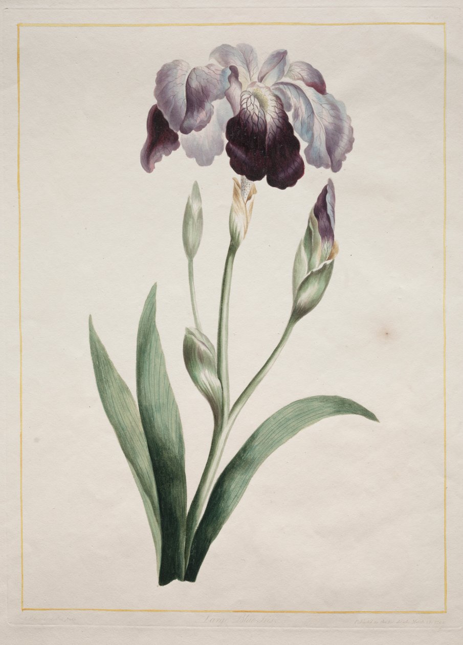 Iris giapponese (Grande iris blu) da John Edwards
