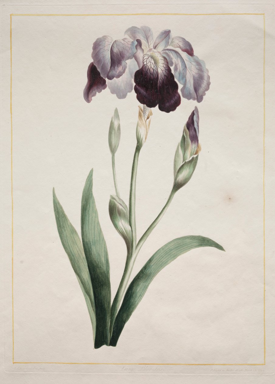 Iris giapponese, grande iris blu da John Edwards