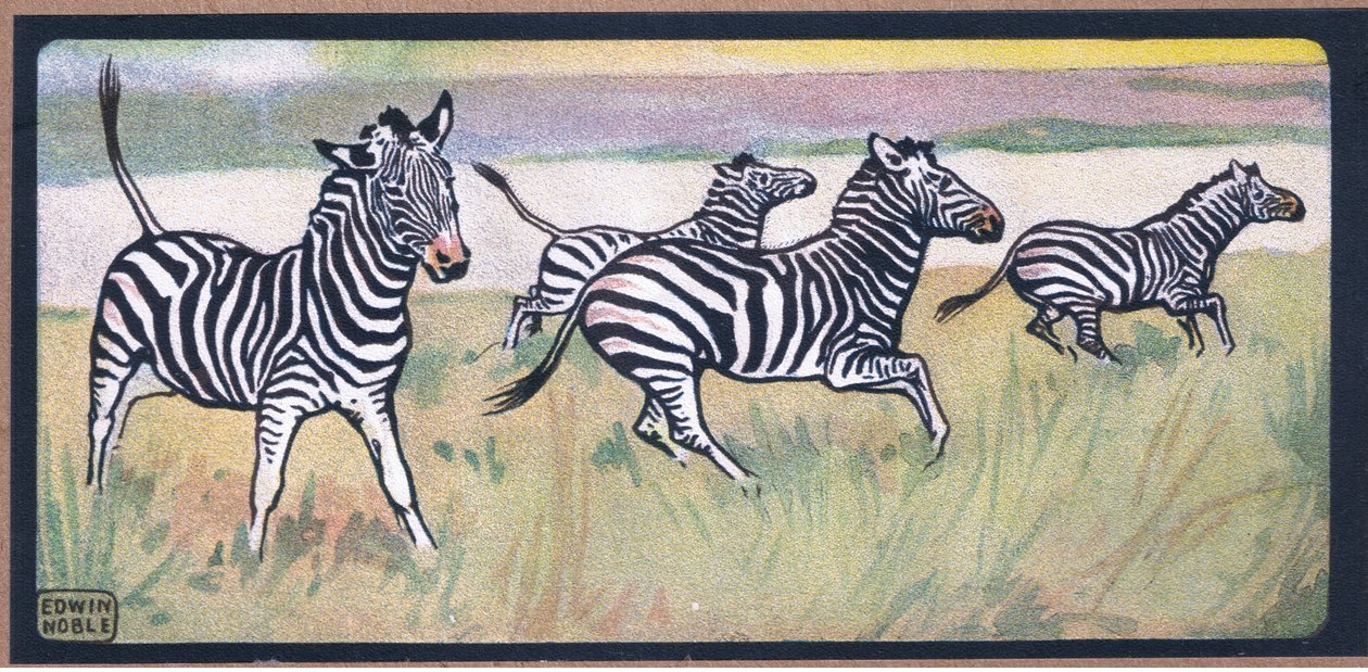 Zebre da John Edwin Noble