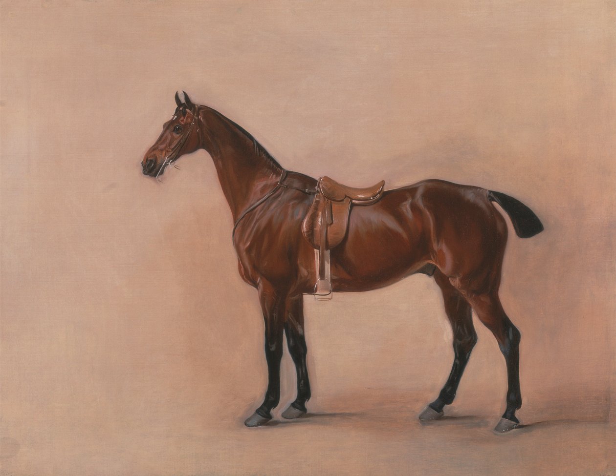 Studio di un cavallo baio sellato da John Ferneley