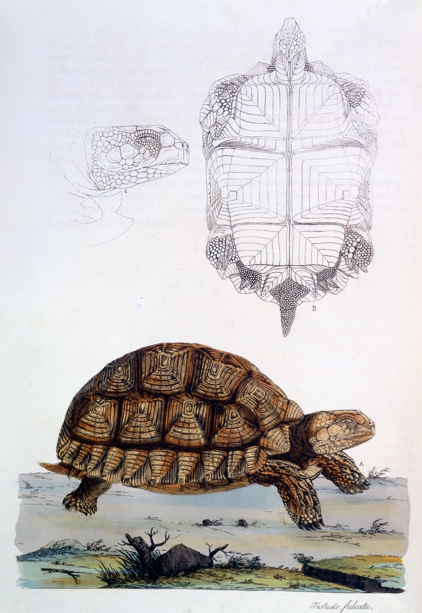 Testudo Sulcata, 1796 (incisione colorata a mano) da John Frederick Miller