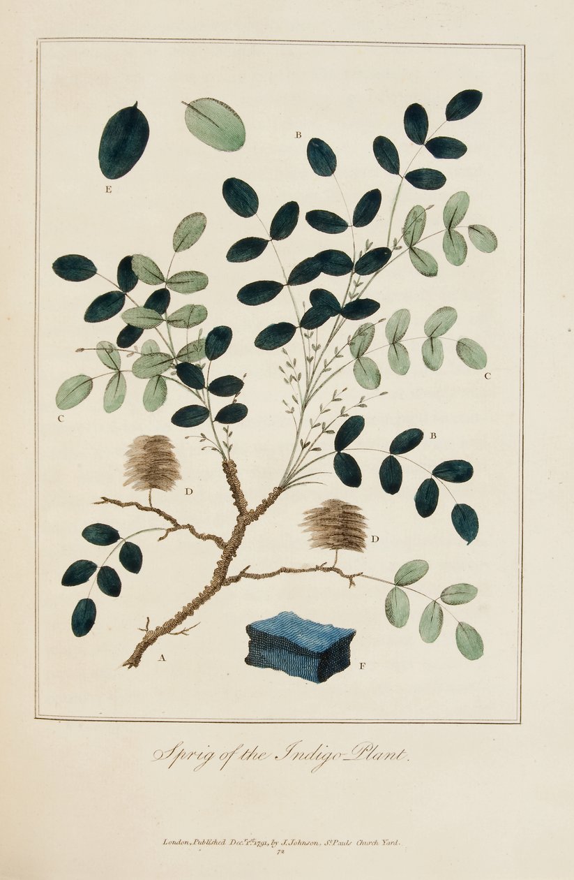 Ramo della pianta di indaco da John Gabriel Stedman