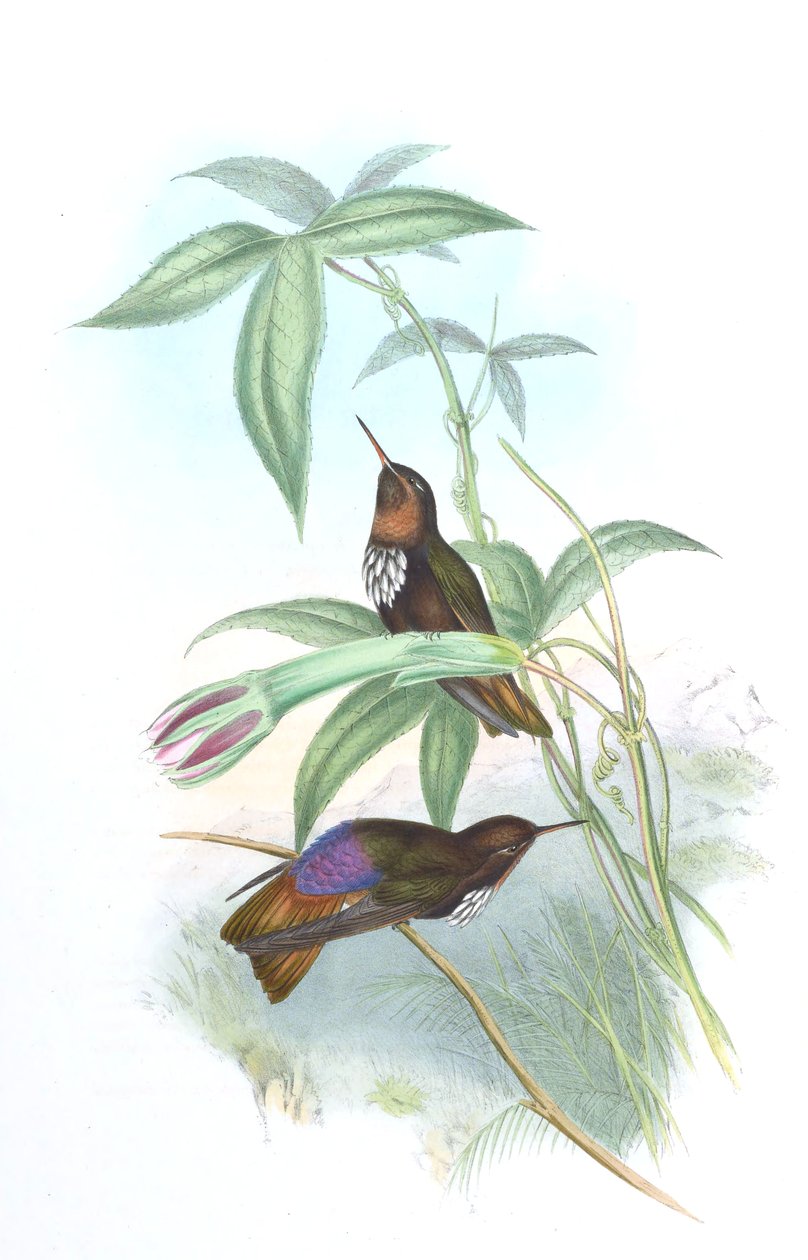 Aglaeactis castelnaui da John Gould