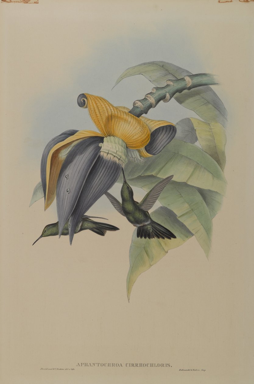 Colibrì cupo da John Gould