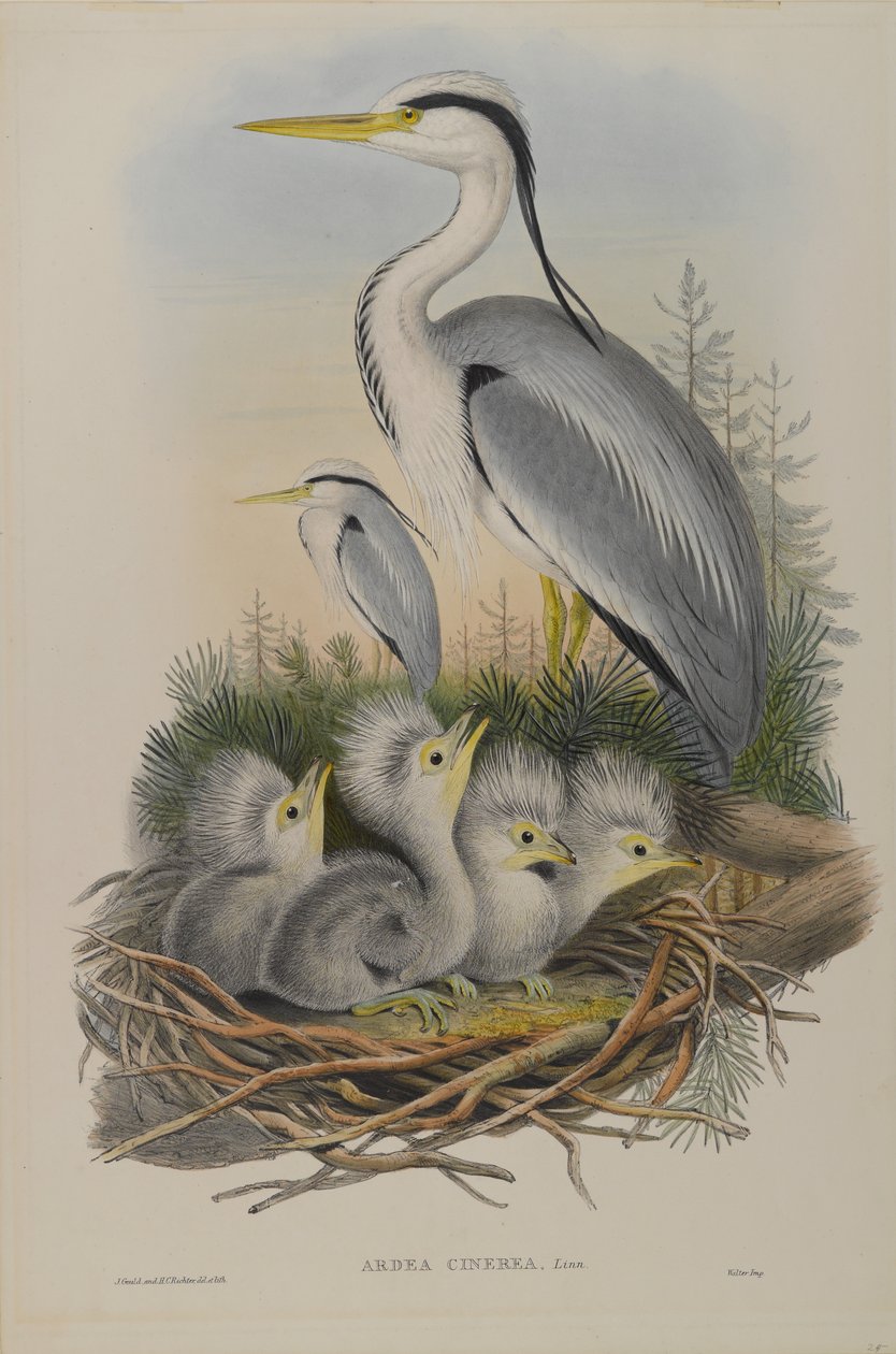 Airone cenerino da John Gould