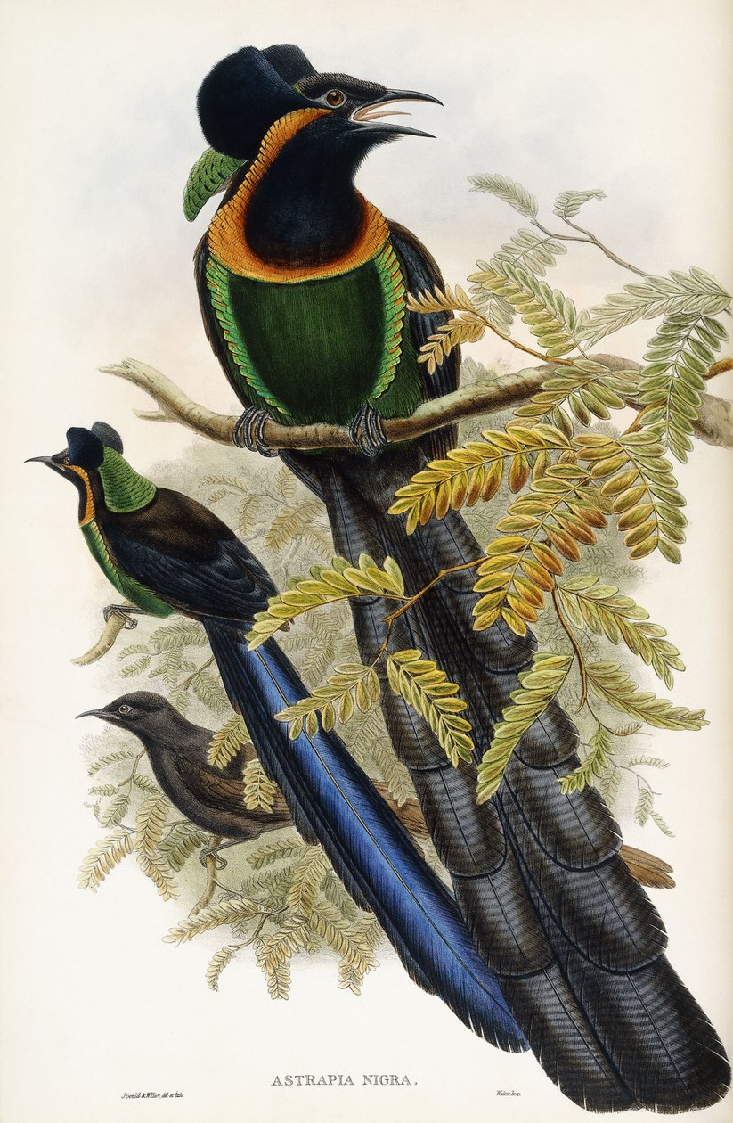 Astrapia di Arfak da John Gould