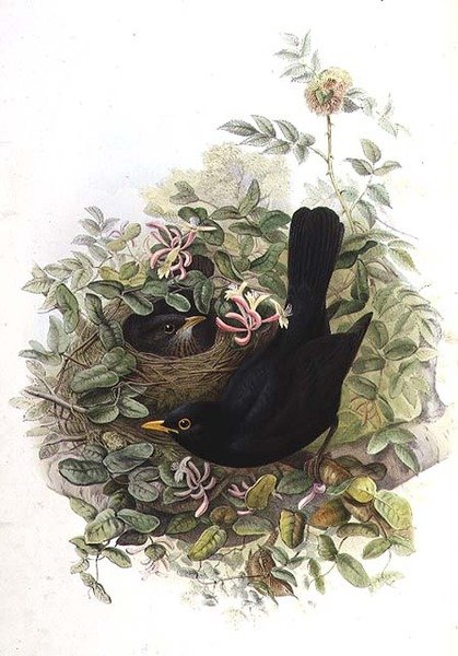Merlo da John Gould