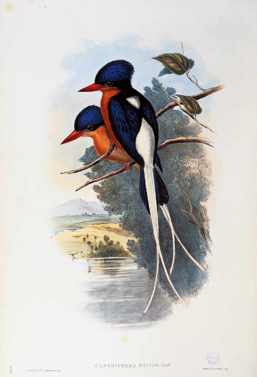 Martin pescatore del paradiso dal petto fulvo (Tanysiptera sylvia) da John Gould