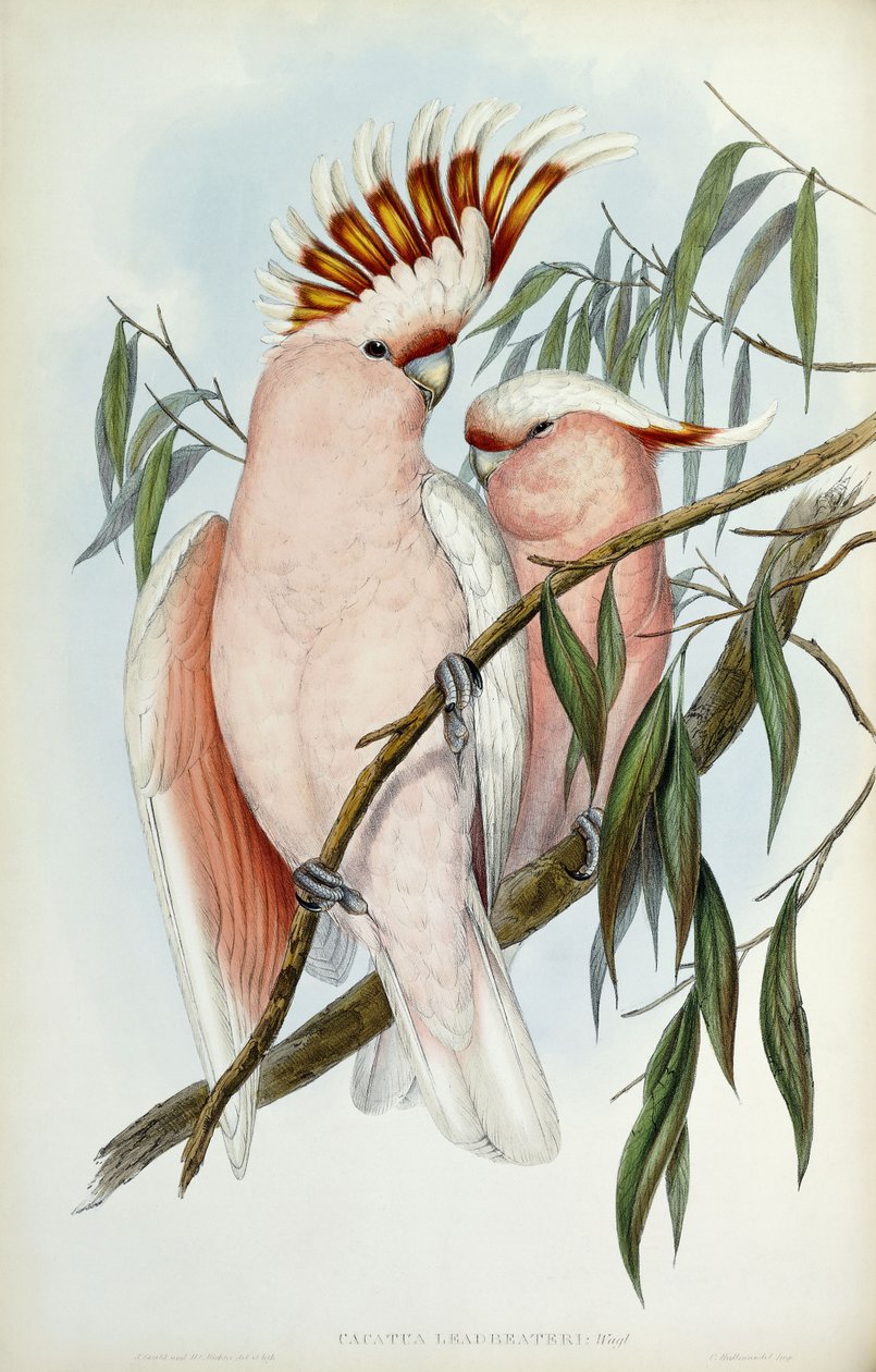 Cacatua Leadbeateri da John Gould