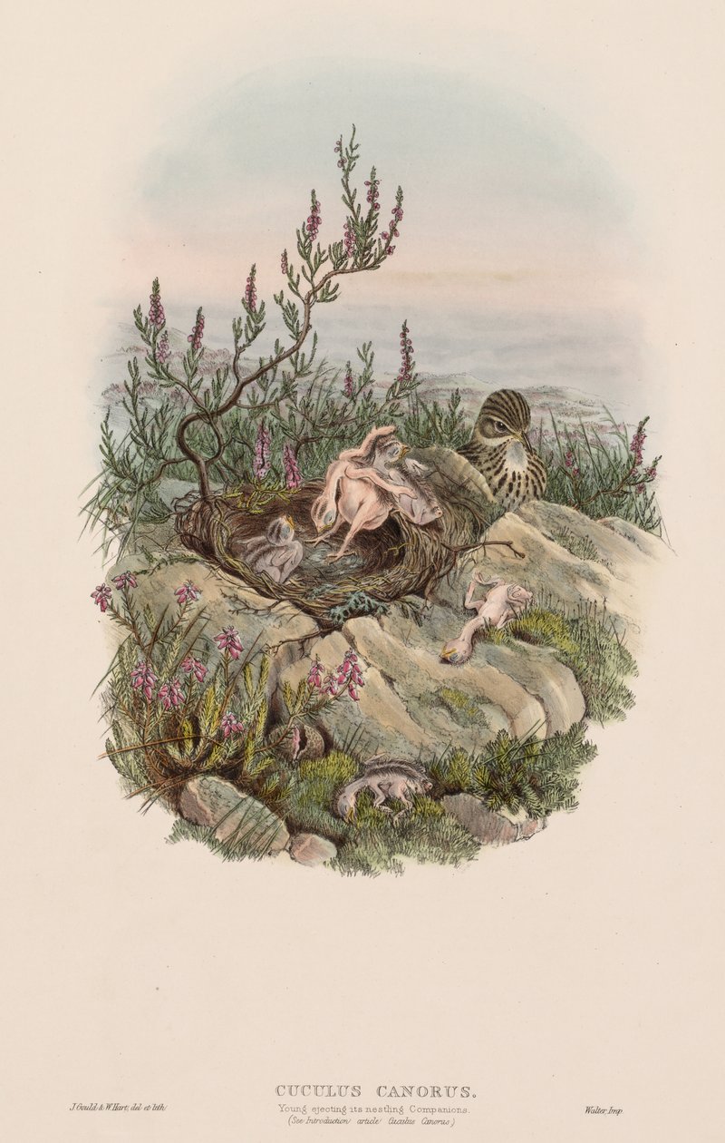 Cuculus Canorus da John Gould