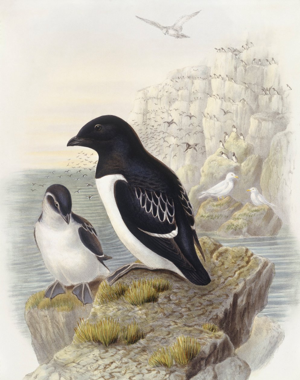 Pulcinella di mare (Alle alle), Incisione di John Gould da John Gould