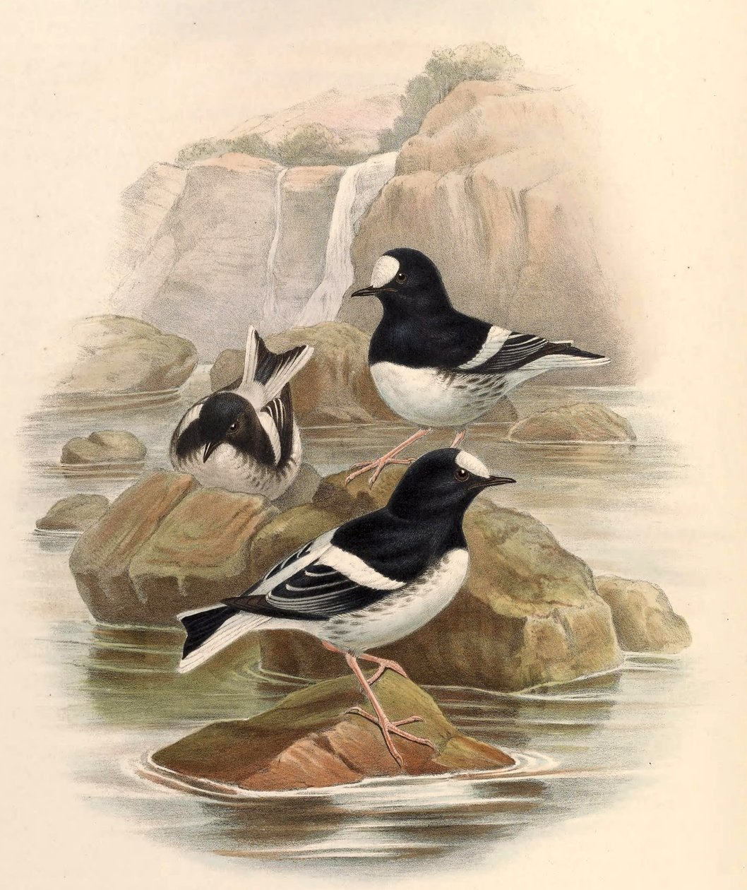 Enicurus scouleri da John Gould