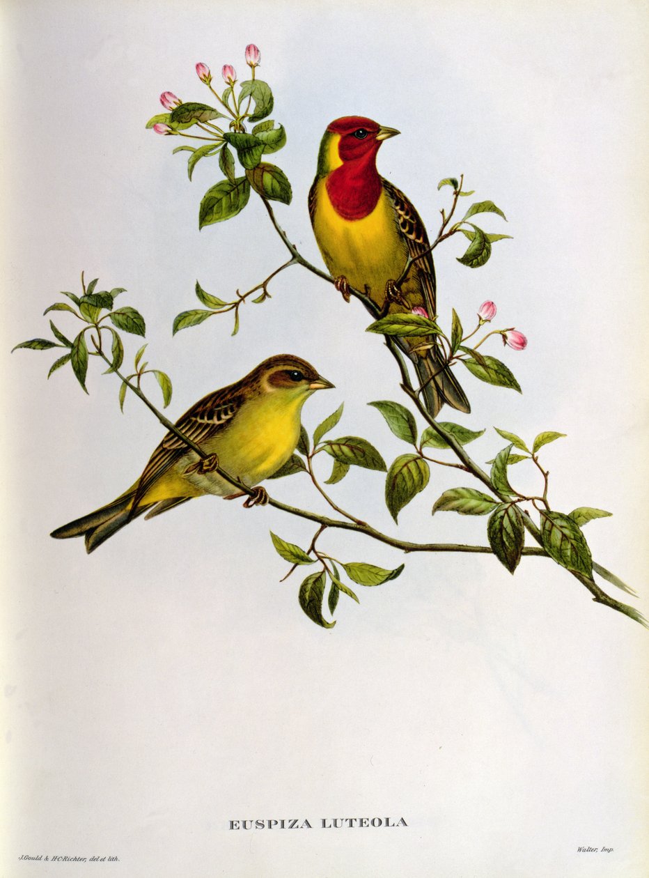 Euspiza Luteola, XIX secolo da John Gould