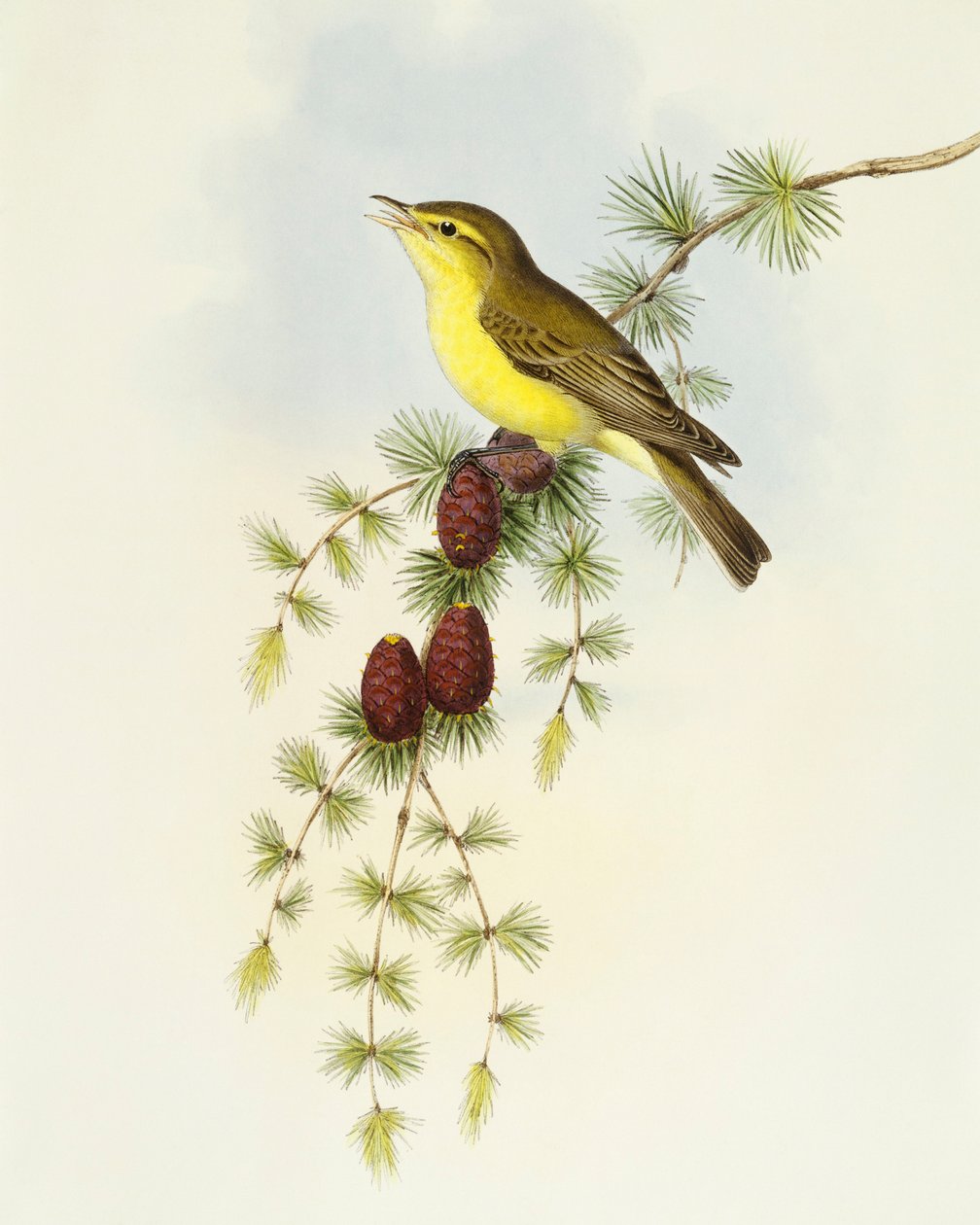 Pigliamosche (Ficedula hypolaris), incisione di John Gould da John Gould