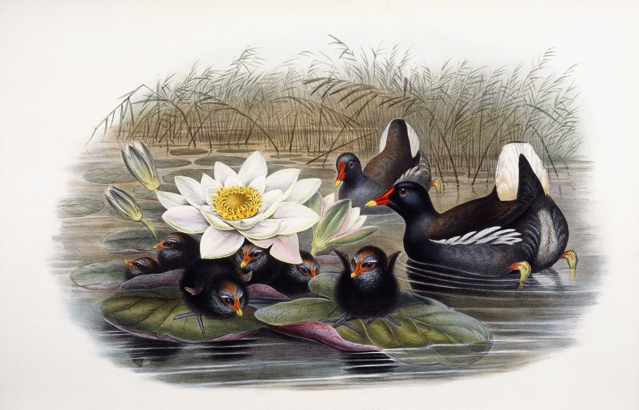 Gallinula chloropus da John Gould
