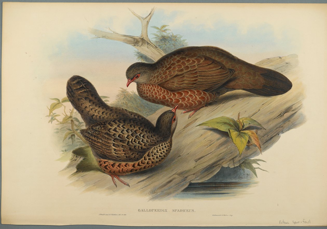 Galloperdice castana da John Gould
