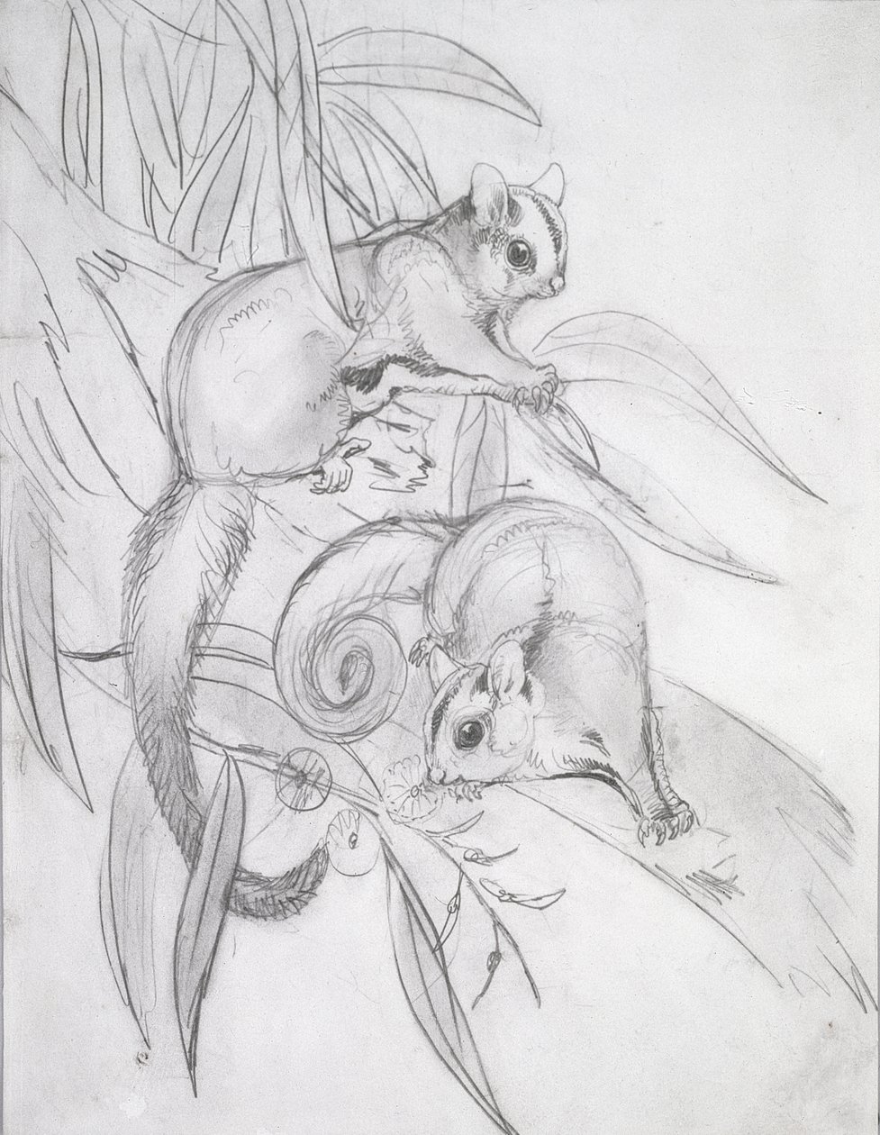 Possum plananti da John Gould