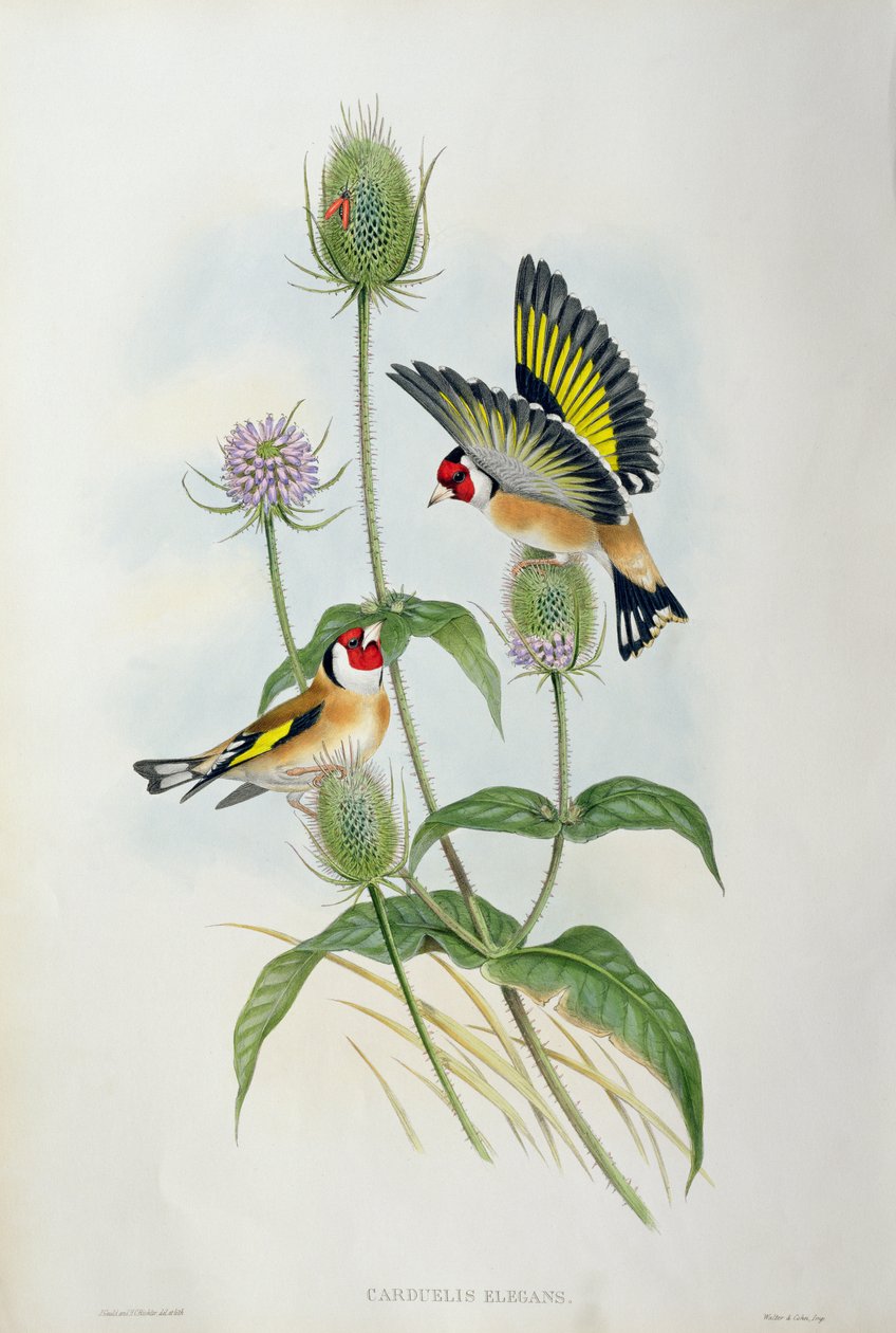 Cardellino (Carduelis Elegans) da John Gould