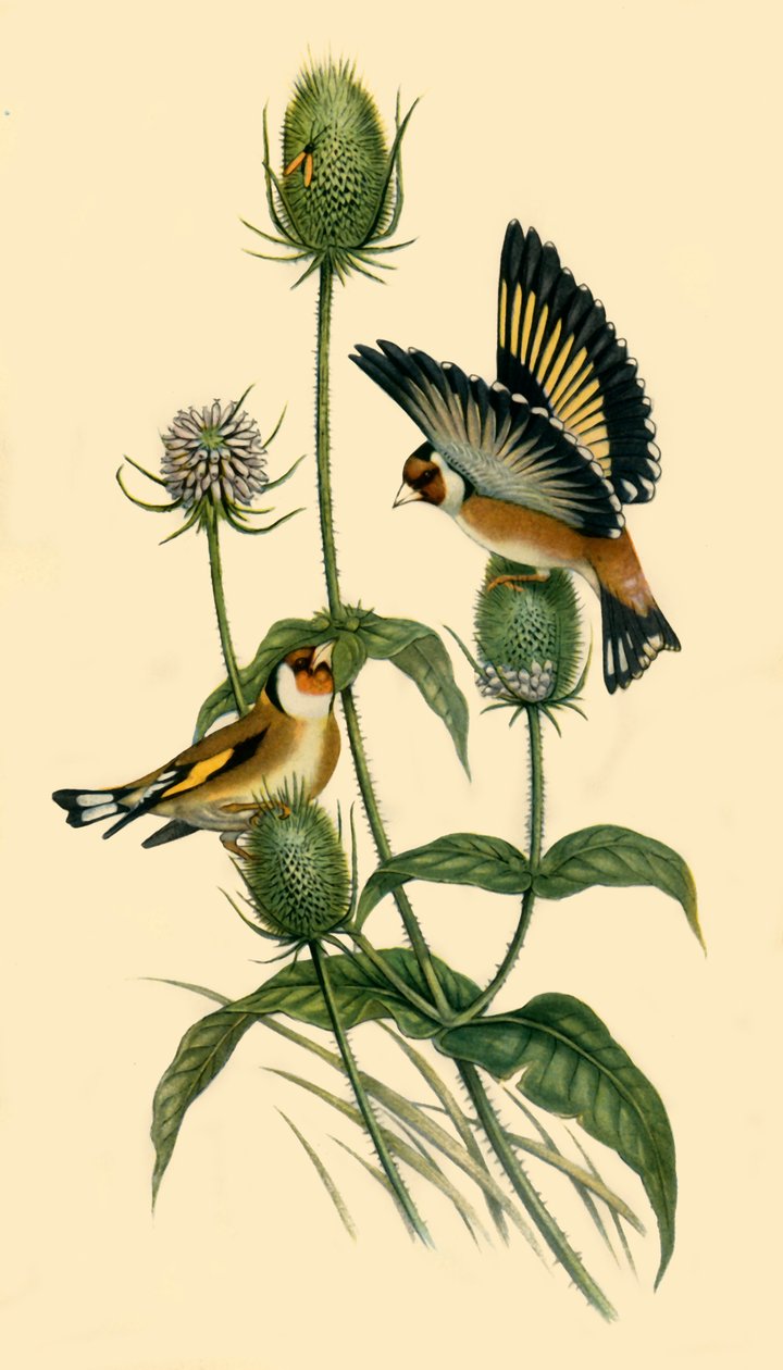 Cardellini, 1863, 1942 da John Gould