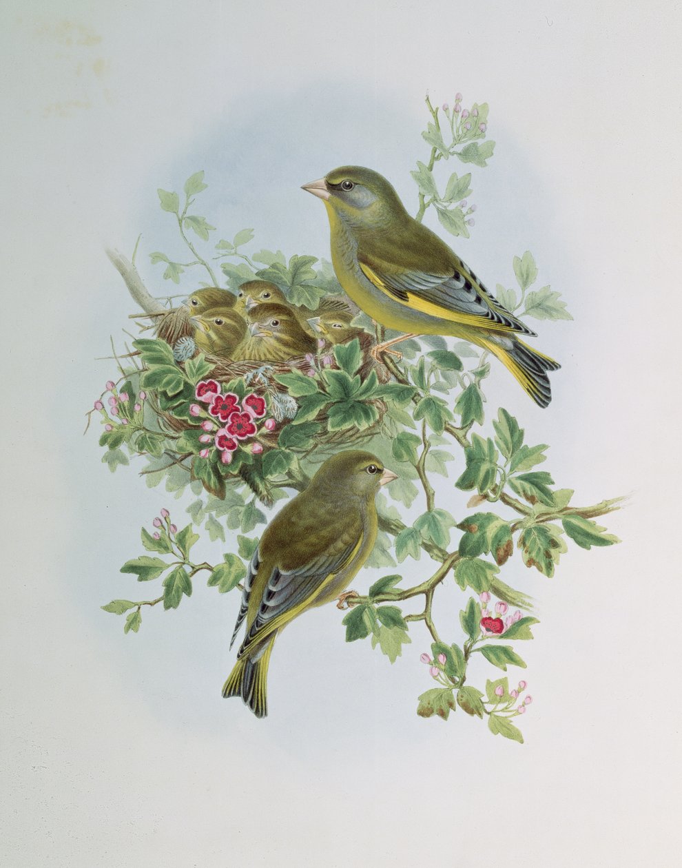 Verdone da John Gould
