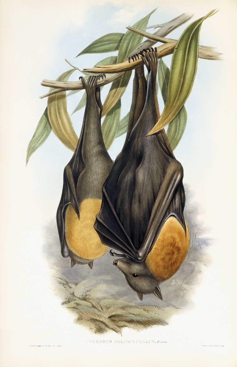 Volpe volante dalla testa grigia da John Gould