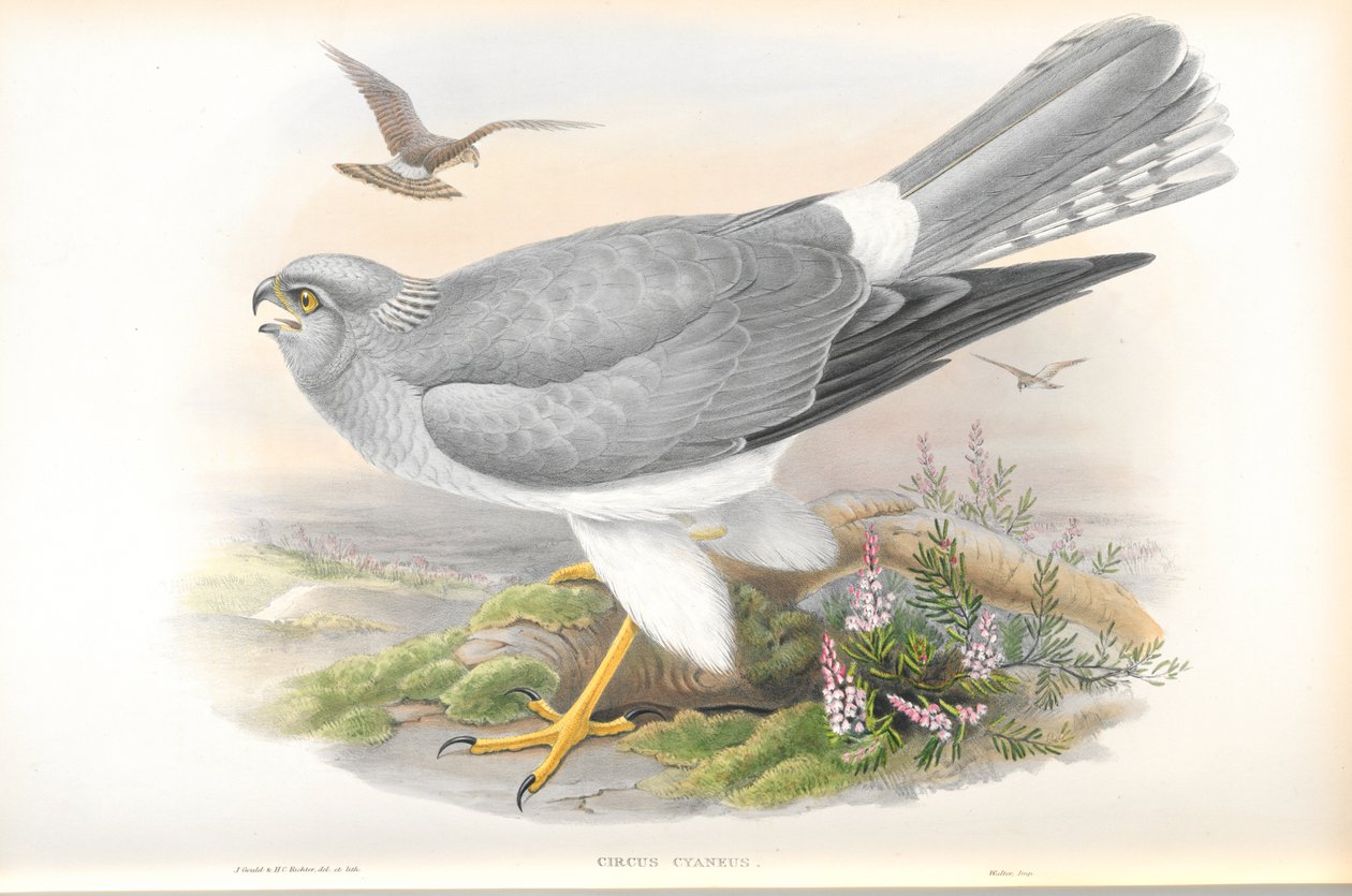 Illustrazione di Circus Cyaneus (Falco di palude) da John Gould