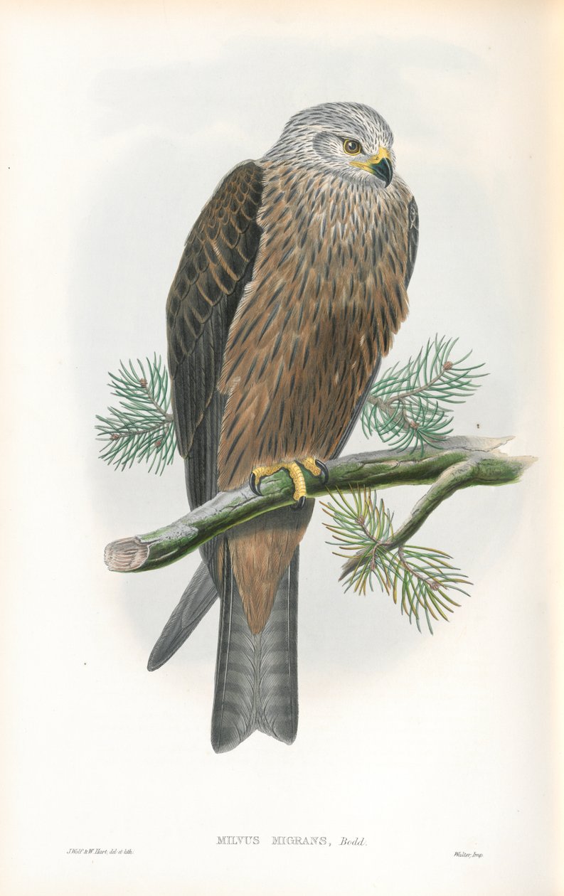 Illustrazione di Milvus Migrans (Nibbio bruno) da John Gould