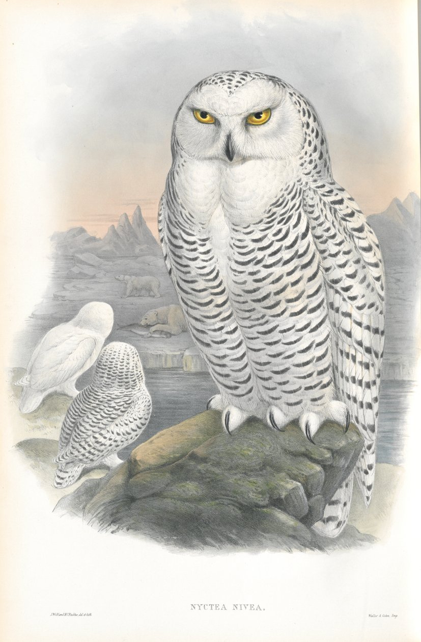 Illustrazione di Nyctea Nivea (Gufo delle nevi) da John Gould