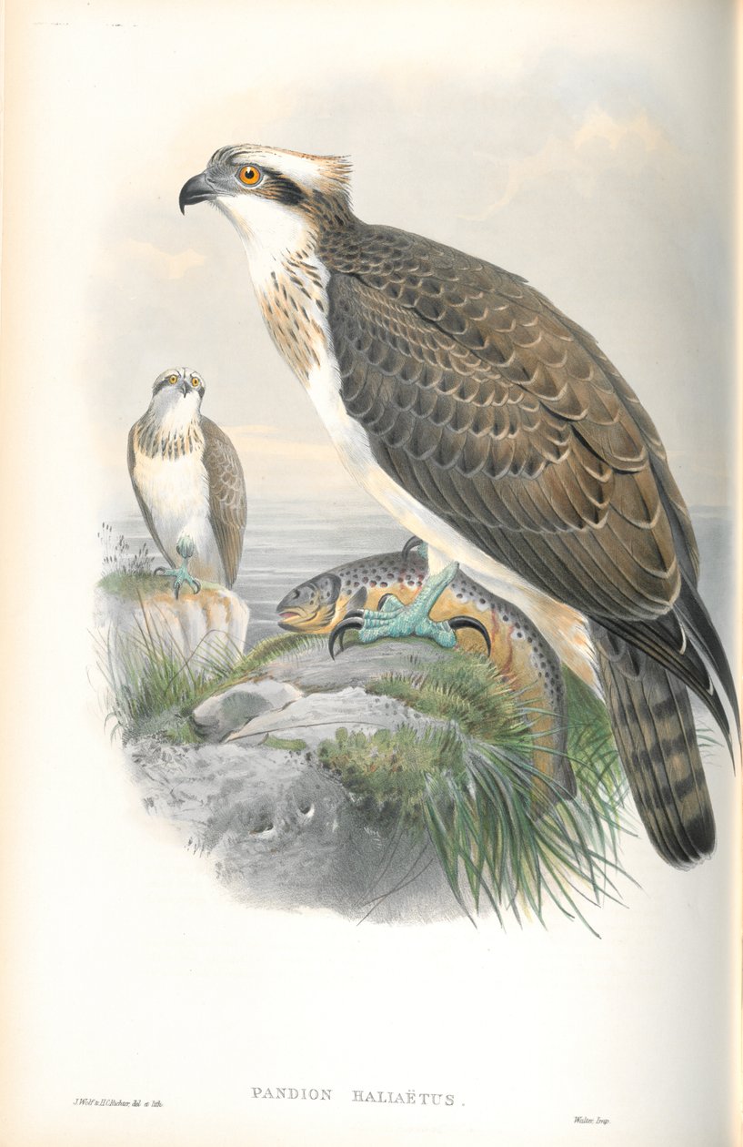 Illustrazione di Pandion Haliaetus (Falco Pescatore) da John Gould