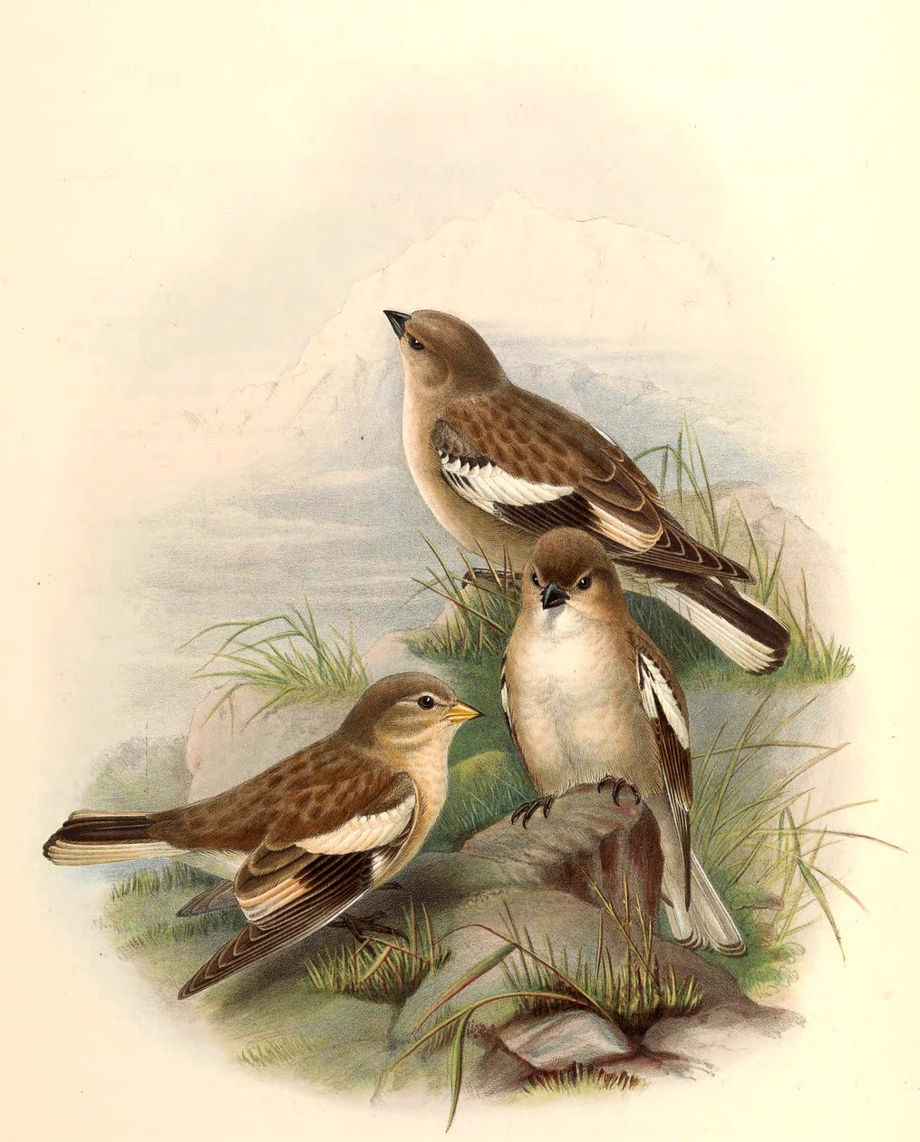 Montifringilla adamsi da John Gould