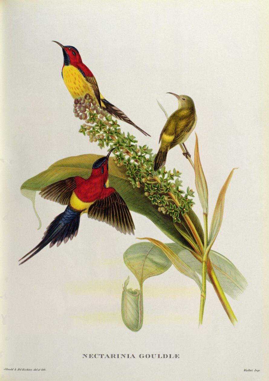 Nectarinia Gouldae da 