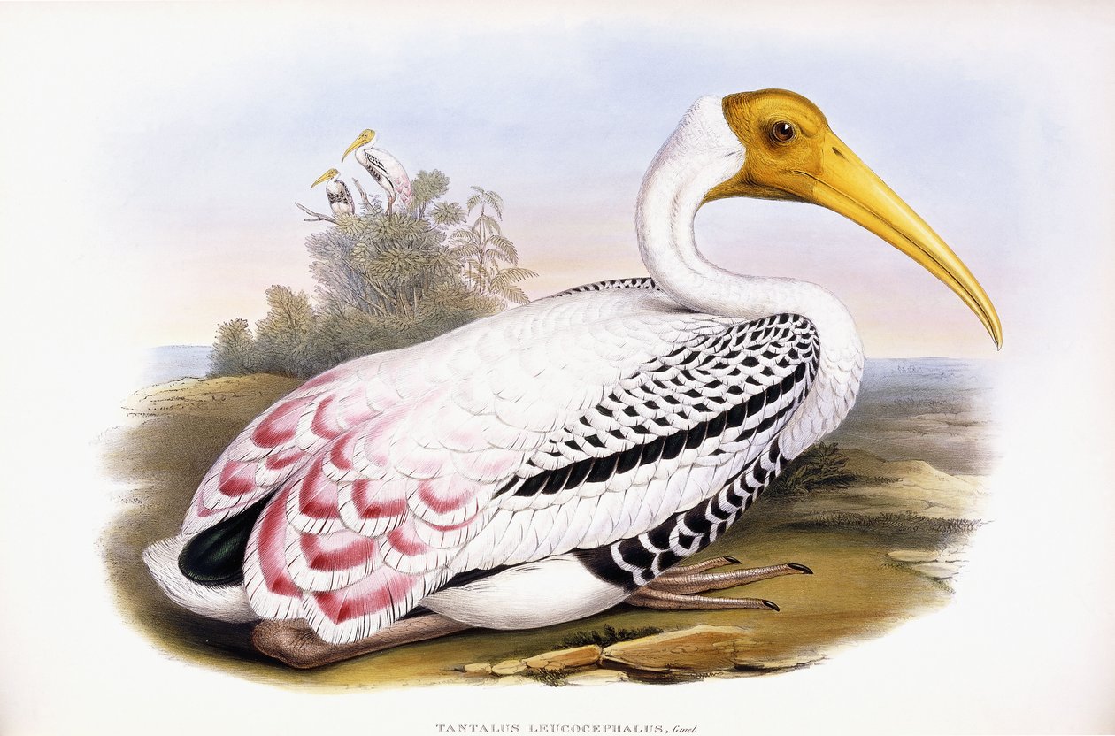 Cicogna dipinta da John Gould