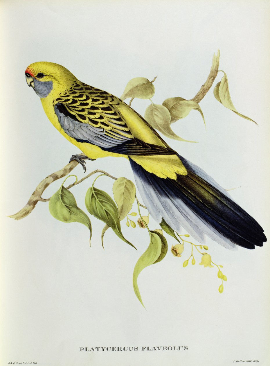 Platycercus Flaveolus da John Gould