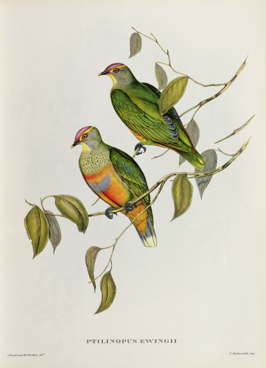 Ptilinopus Ewingii da John Gould