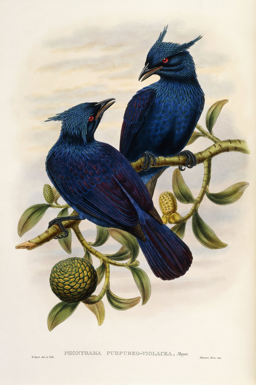 Manucode viola e porpora da John Gould