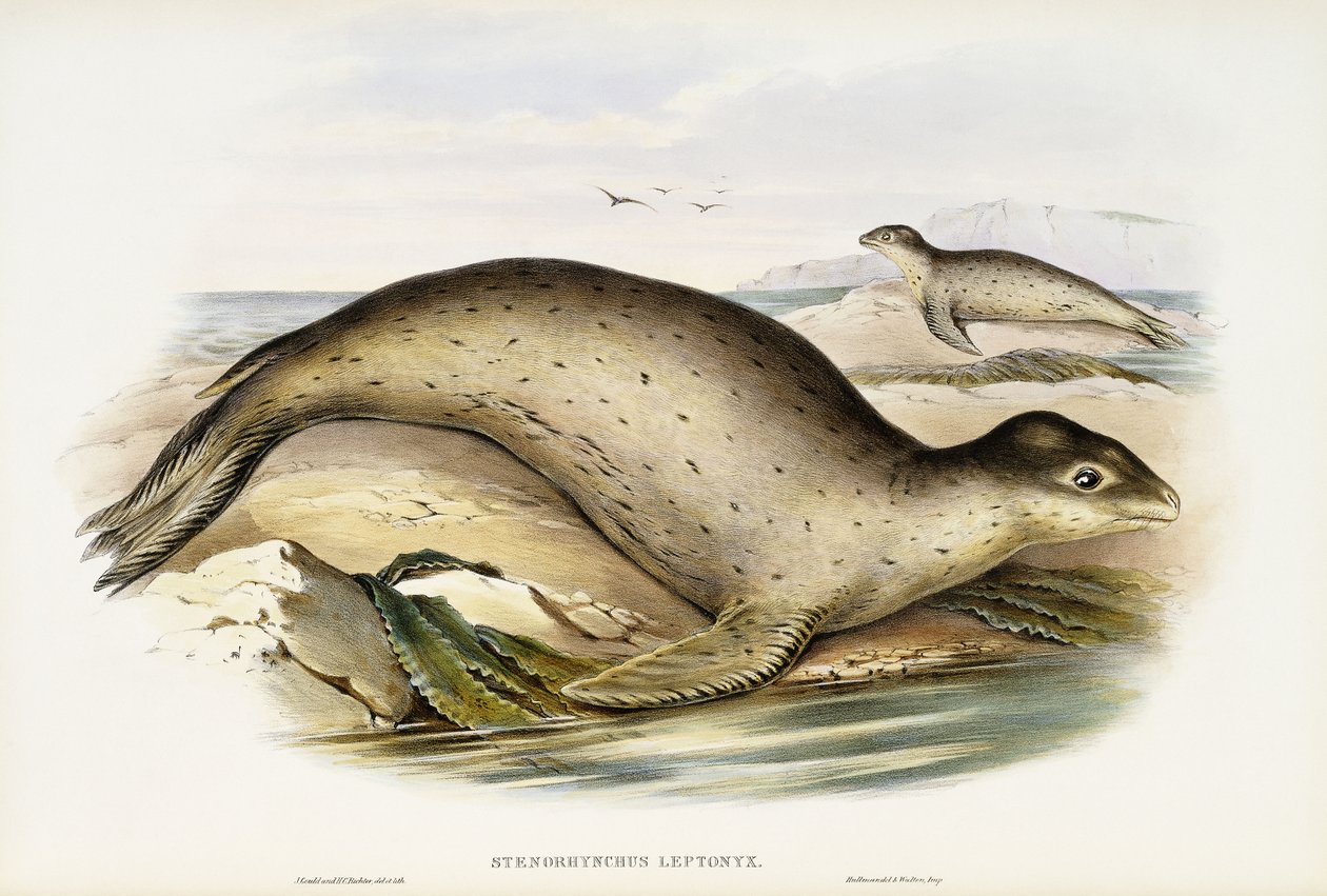 Leopardo Marino da John Gould