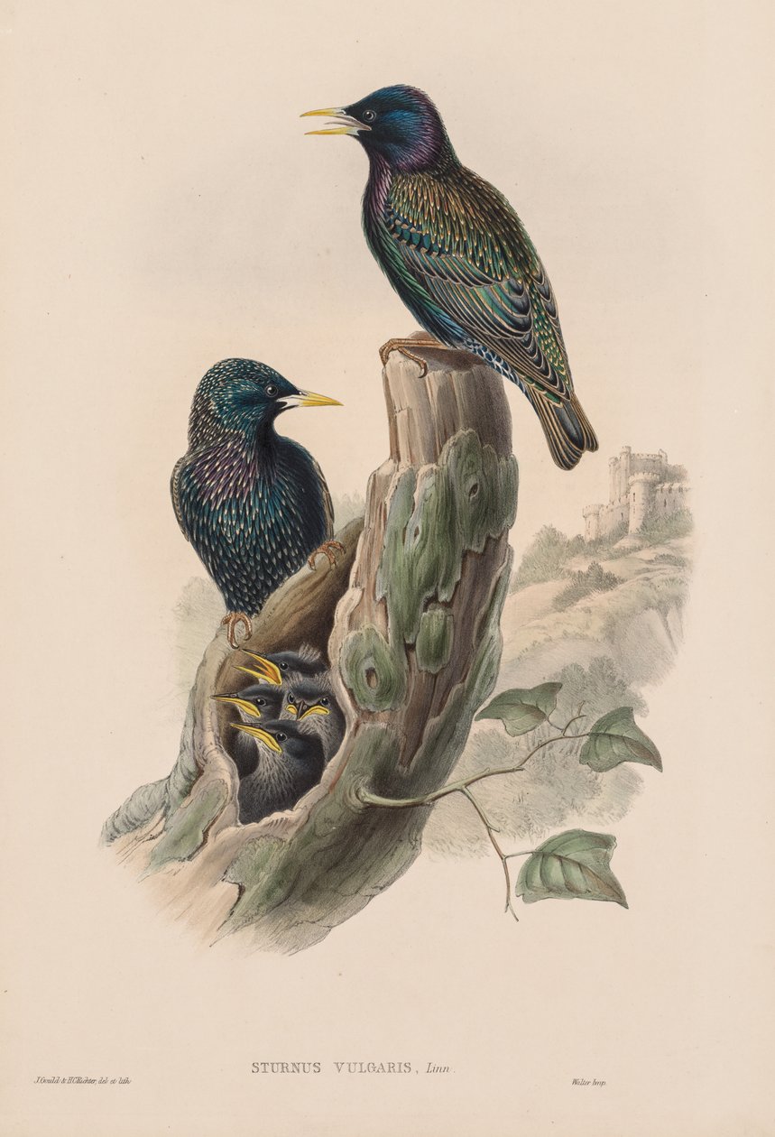 Sturnur Vulgaris da John Gould